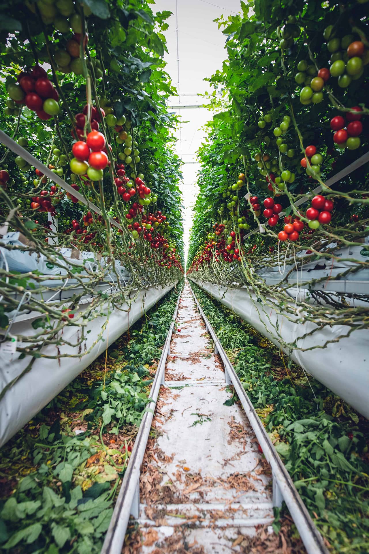 Connection Between Agriculture and Global Warming